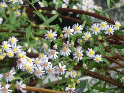 ASTER ‘ERLKOENIG’