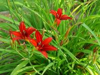 HEMEROCALLIS CRIMSON PIRATE - HEMEROCALLE ROUGE VIF