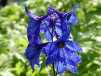 DELPHINIUM x CULTORUM 'FINSTERAARHORN'