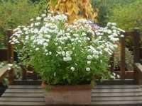 TANACETUM PARTHENIUM 'TETRA WHITE'