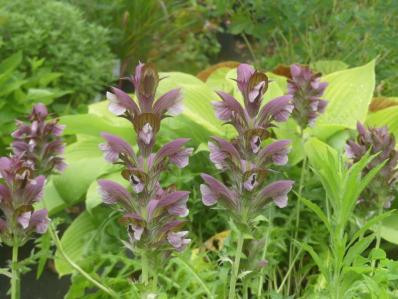 ACANTHUS SYRIACUS