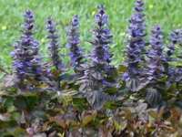 AJUGA REPTANS 'SIMON'S TYPE'