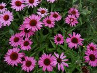 ECHINACEA PURPUREA 'RUBINSTERN'