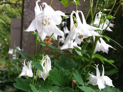 AQUILEGIA VULGARIS 'ALBA'