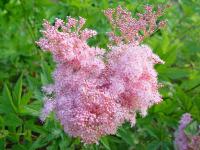 FILIPENDULA RUBRA VENUSTA