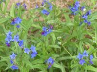 BUGLOSSOIDES PURPUROCAERULEA (GREMIL) 