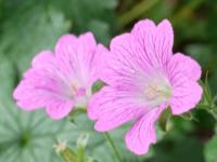 GERANIUM OXONIANUM 'CLARIDGE DRUCE'