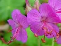 GERANIUM MACRORRHIZUM 'CZAKOR'