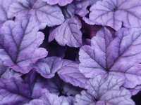 HEUCHERA ‘WILDBERRY’ 