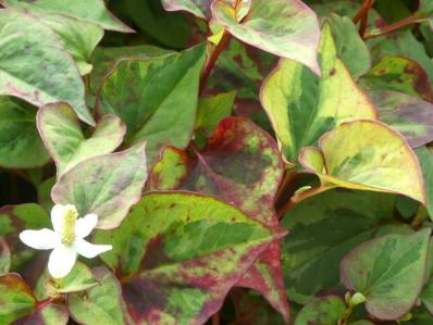 HOUTTUYNIA CORDATA ‘CHAMELEON’ 