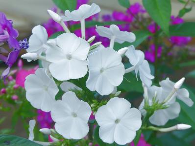 PHLOX PANICULATA 'DAVID'