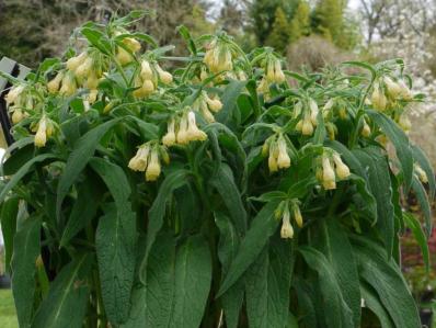 SYMPHYTUM TUBEROSUM 