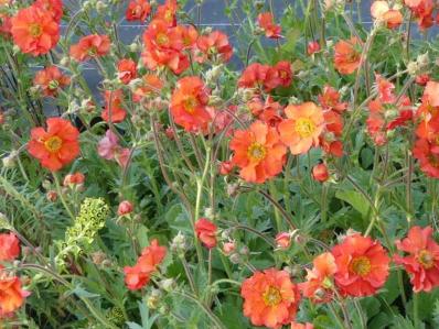 GEUM ‘SCARLET TEMPEST' 