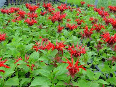 MONARDA 'GARDENVIEW SCARLET'