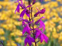 LOBELIA 'RUSSIAN PRINCESS'