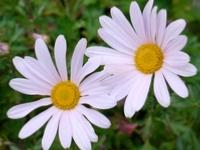 ARCTANTHEMUM ARCTICUM 'ROSEUM'