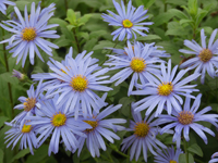 ASTER FRIKARTII MÖNCH