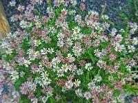 ASTER RUGULOSUS 'ASRUGO'