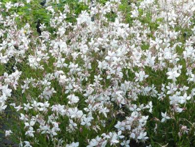 GAURA LINDHEIMERI ‘SHORT FORM’