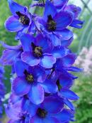 DELPHINIUM x CULTORUM 'FINSTERAARHORN'