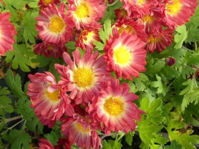 CHRYSANTHEMUM 'ROTBRAUN'