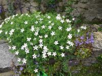 GERANIUM SANGUINEUM 'ALBUM'