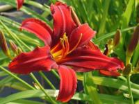 HEMEROCALLIS 'CRIMSON PIRATE'