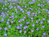 GERANIUM 'ROZANNE' (= GERANIUM JOLLY BEE')