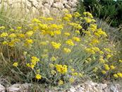 HELICHRYSUM ITALICUM