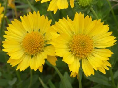 GAILLARDIA ‘MAXIMA AUREA’