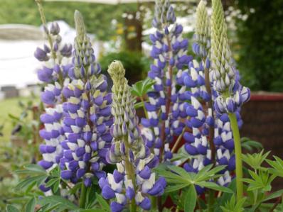 LUPINUS KASTELLAN'