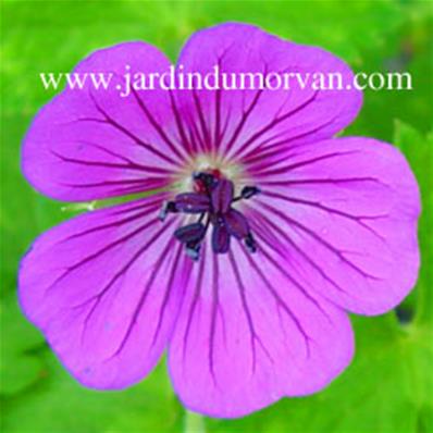 GERANIUM 'PINK PENNY'