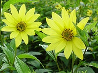 HELIANTHUS 'LEMON QUEEN'