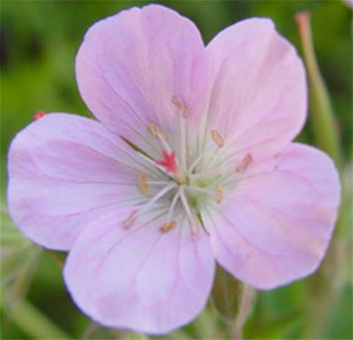 GERANIUM SYLVATICUM 'BILL BAKER'