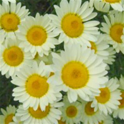 ANTHEMIS TINCTORIA 'SAUCE HOLLANDAISE'