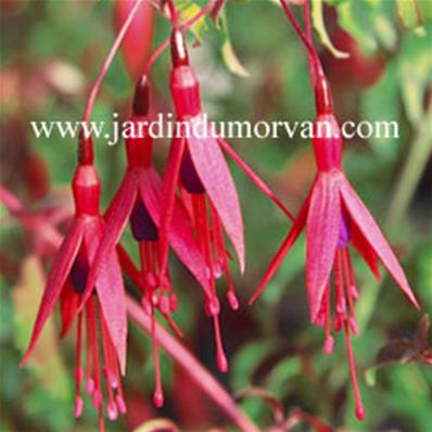 FUCHSIA TENELLA