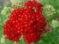 ACHILLEA 'RED VELVET'