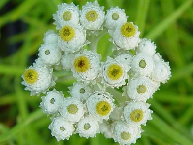 ANAPHALIS MARGARITACEA