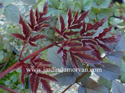 ANGELICA GIGAS ATROPURPUREA'