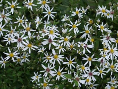ASTER DIVARICATUS 'BETH CHATTO'