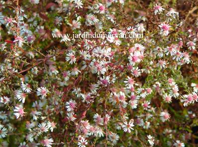 ASTER LATERIFLORUS HORIZONTALIS 'PRINCE'