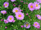 ASTER DUMOSUS 'LITTLE PINK LADY'