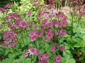 ASTRANTIA MAJOR 'CLARET'