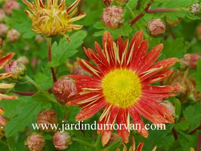 CHRYSANTHEMUM 'COTTAGE APRICOT'