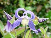 CLEMATIS INTEGRIFOLIA