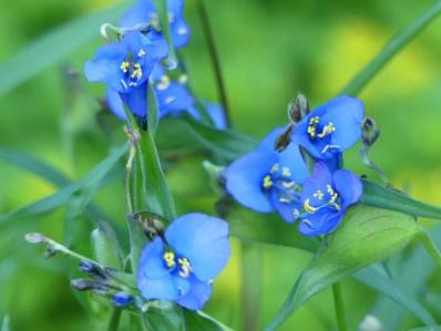 COMMELINA DIANTHIFOLIA