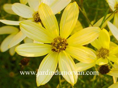 COREOPSIS VERTICILATTA 'SUNBEAM'