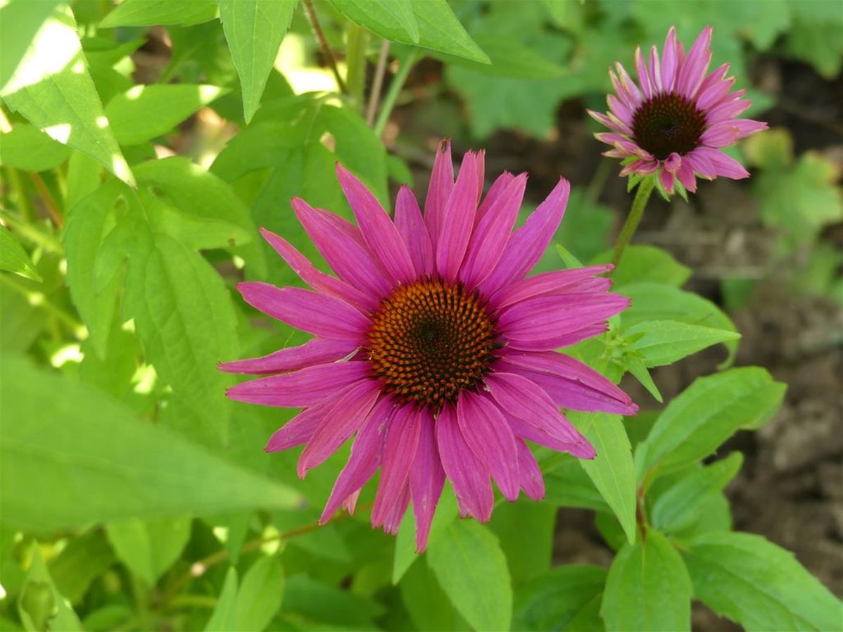 ECHINACEA PURPUREA 'RUBINSTERN' une plante vivace du Jardin du Morvan
