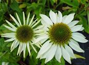 ECHINACEA PURPUREA 'PRIMADONNA WHITE'