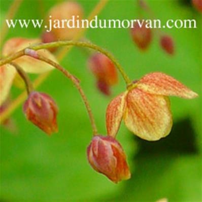 EPIMEDIUM PINNATUM COLCHICUM